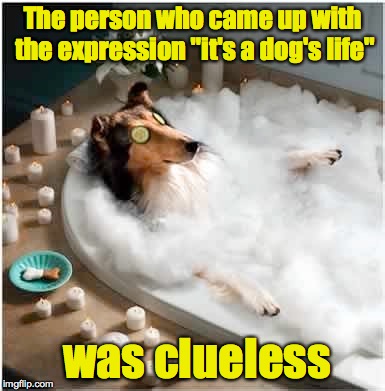 From where I recline, it should be "It's a human's life" | The person who came up with the expression "it's a dog's life"; was clueless | image tagged in dogs life | made w/ Imgflip meme maker