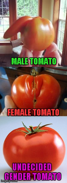 I guess it's a good thing my kitchen is unbiased | MALE TOMATO; FEMALE TOMATO; UNDECIDED GENDER TOMATO | image tagged in tomato gender,memes,funny food,funny,transgender tomato | made w/ Imgflip meme maker