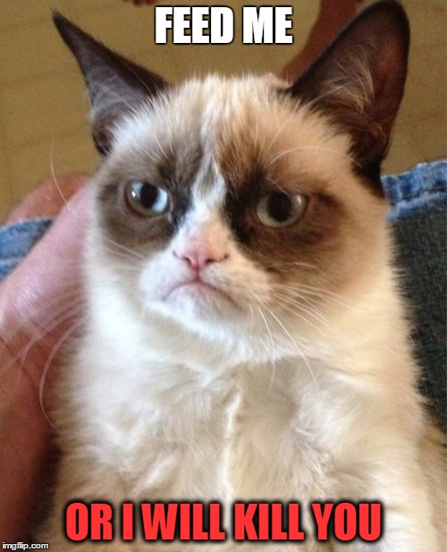 Grumpy Cat | FEED ME; OR I WILL KILL YOU | image tagged in memes,grumpy cat | made w/ Imgflip meme maker