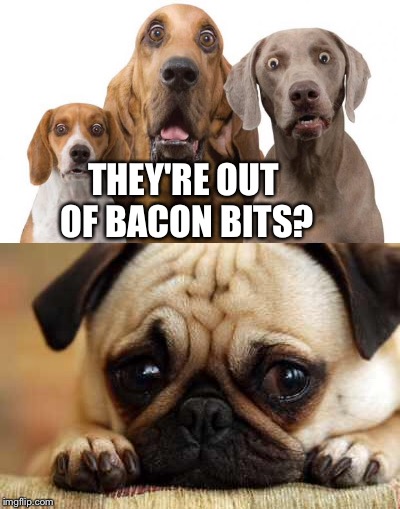 Out of bacon | THEY'RE OUT OF BACON BITS? | image tagged in sad dog,suprised dogs | made w/ Imgflip meme maker
