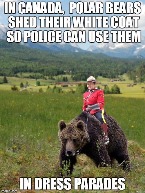 canada day parade |  IN CANADA,  POLAR BEARS SHED THEIR WHITE COAT SO POLICE CAN USE THEM; IN DRESS PARADES | image tagged in canada | made w/ Imgflip meme maker