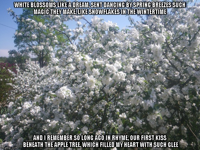 First Kiss | WHITE BLOSSOMS LIKE A DREAM, SENT DANCING BY SPRING BREEZES
SUCH MAGIC THEY MAKE, LIKE SNOWFLAKES IN THE WINTERTIME; AND I REMEMBER SO LONG AGO IN RHYME, OUR FIRST KISS BENEATH THE APPLE TREE, WHICH FILLED MY HEART WITH SUCH GLEE | image tagged in kisses,apple trees,white blossoms,snowflakes,hearts | made w/ Imgflip meme maker