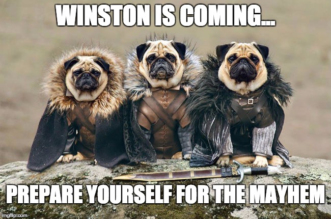 Game of Thrones Pugs - Winston Goodly | WINSTON IS COMING... PREPARE YOURSELF FOR THE MAYHEM | image tagged in game of thrones,pugs,funny memes,memes,fantasy | made w/ Imgflip meme maker