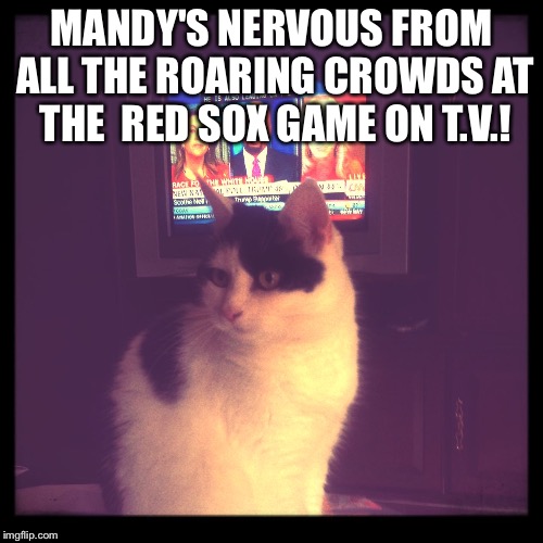 MANDY'S NERVOUS FROM ALL THE ROARING CROWDS AT THE 
RED SOX GAME ON T.V.! | image tagged in nervous from the crowd | made w/ Imgflip meme maker