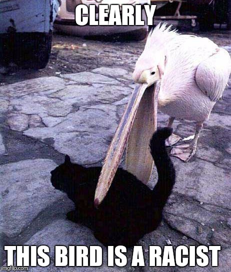 CLEARLY; THIS BIRD IS A RACIST | image tagged in original meme | made w/ Imgflip meme maker