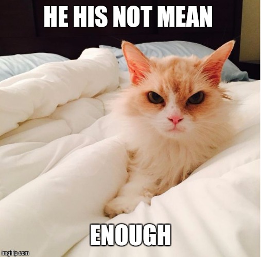 mean and grumpy cat  | HE HIS NOT MEAN ENOUGH | image tagged in mean and grumpy cat | made w/ Imgflip meme maker