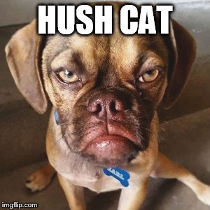 HUSH CAT | made w/ Imgflip meme maker