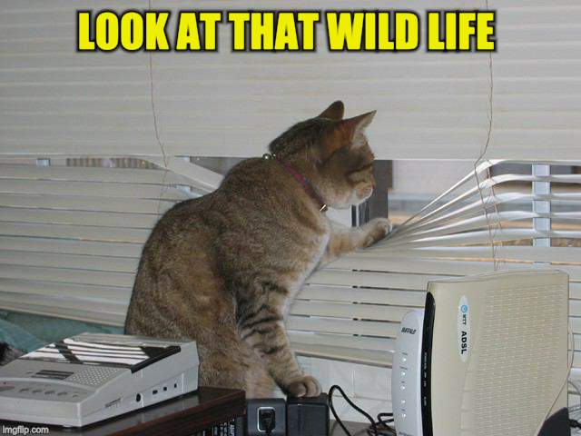 LOOK AT THAT WILD LIFE | made w/ Imgflip meme maker