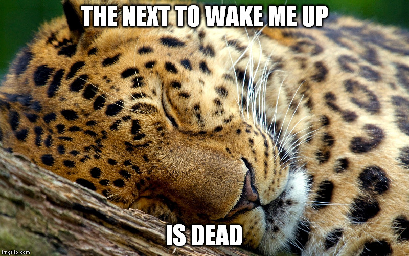 Worked Friday to Monday non stop...This is how I trully feel. | THE NEXT TO WAKE ME UP; IS DEAD | image tagged in memes,need sleep tyger,or puma,or lynce,or lion,dunno need sleep | made w/ Imgflip meme maker