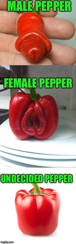 MALE PEPPER FEMALE PEPPER UNDECIDED PEPPER | made w/ Imgflip meme maker