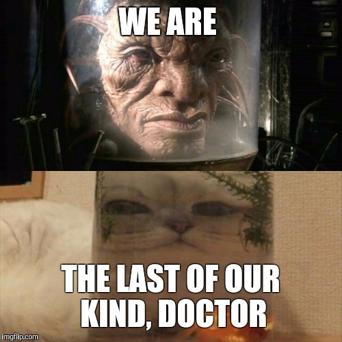 The Face of Boe's Kitty | WE ARE; THE LAST OF OUR KIND, DOCTOR | image tagged in doctor who,the doctor,kitty,kitty cat,meow | made w/ Imgflip meme maker