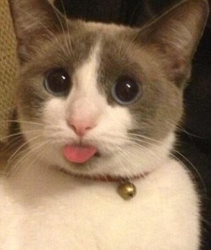 cat sticking tongue out Blank Meme Template