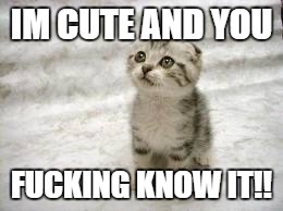 Sad Cat Meme | IM CUTE AND YOU; FUCKING KNOW IT!! | image tagged in memes,sad cat | made w/ Imgflip meme maker