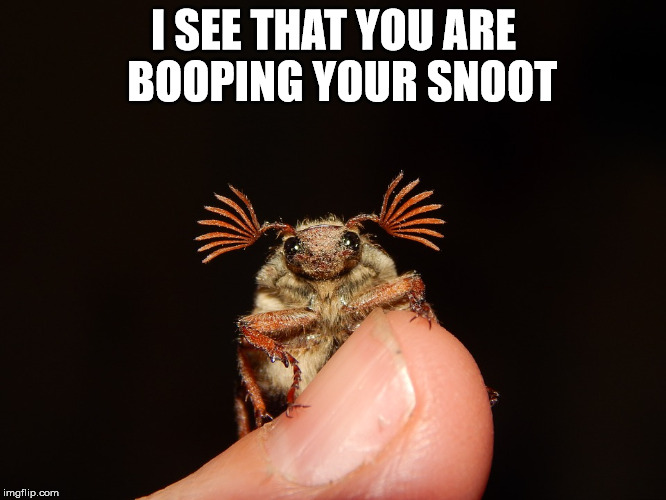 I see that you are booping | I SEE THAT YOU ARE 
BOOPING YOUR SNOOT | image tagged in boop | made w/ Imgflip meme maker