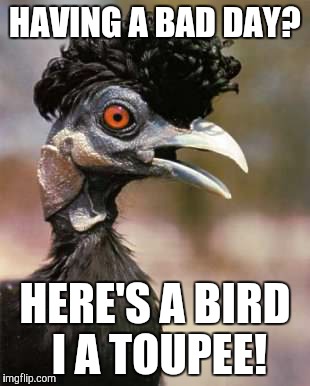 elvis bird | HAVING A BAD DAY? HERE'S A BIRD I A TOUPEE! | image tagged in elvis bird | made w/ Imgflip meme maker