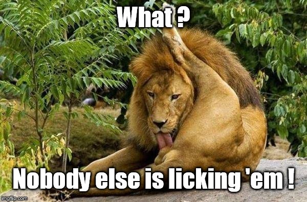 Hail to the King  | What ? Nobody else is licking 'em ! | image tagged in lion licking balls,funny memes,hail to the king | made w/ Imgflip meme maker