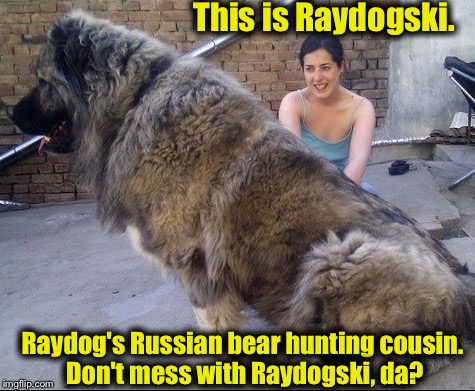 I ran into Raydog's extended family the other day...... | This is Raydogski. Raydog's Russian bear hunting cousin. Don't mess with Raydogski, da? | image tagged in russian dog,memes,raydog,funny dog | made w/ Imgflip meme maker