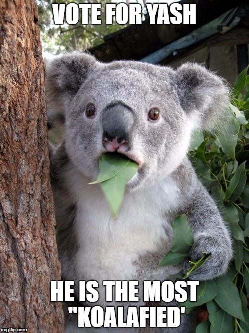 Surprised Koala | VOTE FOR YASH; HE IS THE MOST "KOALAFIED' | image tagged in memes,surprised koala | made w/ Imgflip meme maker
