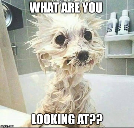 puppy's bath | WHAT ARE YOU; LOOKING AT?? | image tagged in puppy's bath | made w/ Imgflip meme maker