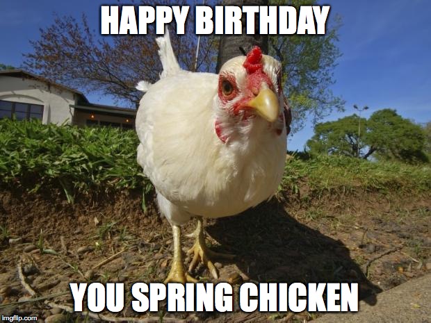 chickens | HAPPY BIRTHDAY; YOU SPRING CHICKEN | image tagged in chickens | made w/ Imgflip meme maker