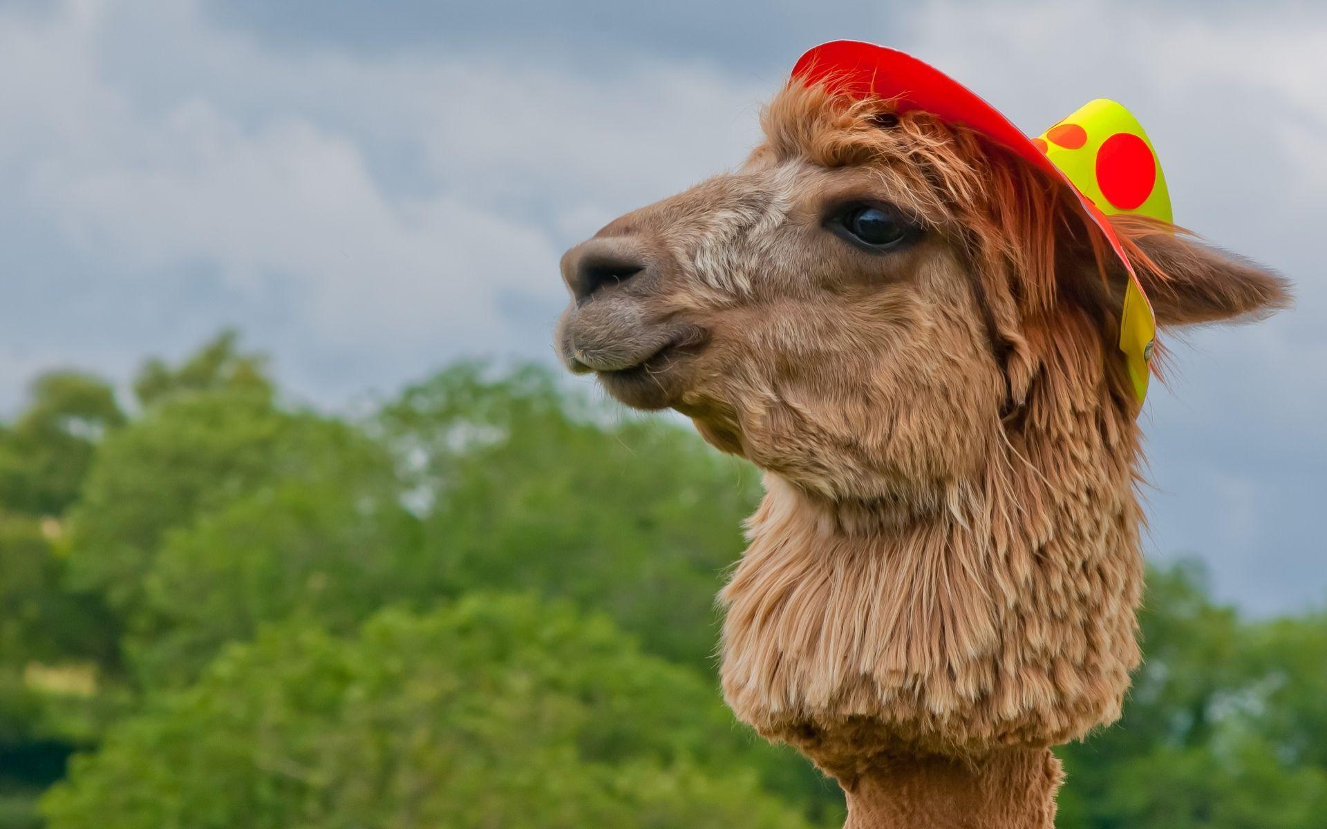 Alpaca hat Blank Meme Template