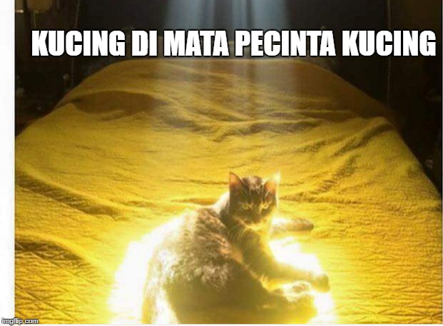 KUCING DI MATA PECINTA KUCING | made w/ Imgflip meme maker