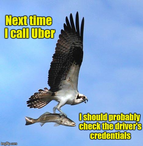 Well, it seemed legit, at the time | Next time I call Uber; I should probably check the driver's credentials | image tagged in fish,uber | made w/ Imgflip meme maker