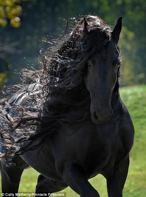 The Fabio of Horses Blank Meme Template