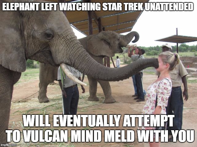 Elephant Mind Meld | ELEPHANT LEFT WATCHING STAR TREK UNATTENDED; WILL EVENTUALLY ATTEMPT TO VULCAN MIND MELD WITH YOU | image tagged in vulcan,mind meld,star trek,elephant,trekie,funny | made w/ Imgflip meme maker