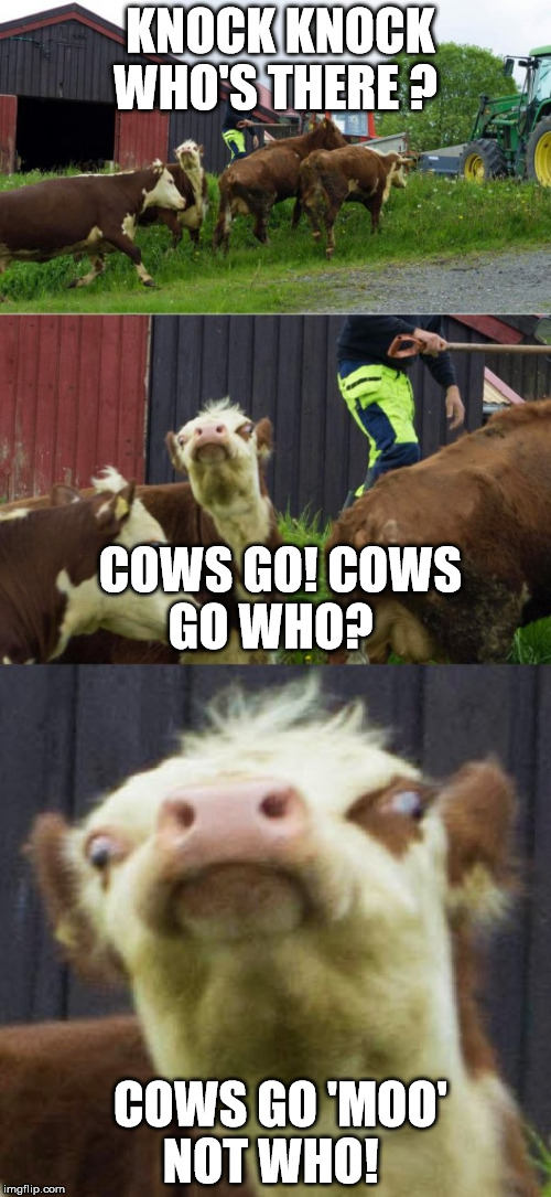 Bad pun cow  | KNOCK KNOCK WHO'S THERE ? COWS GO! COWS GO WHO? COWS GO 'MOO' NOT WHO! | image tagged in bad pun cow | made w/ Imgflip meme maker