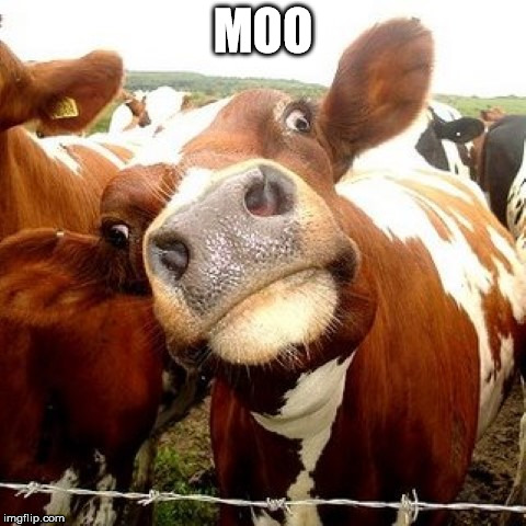 MOO | made w/ Imgflip meme maker