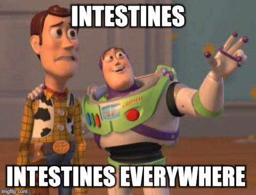 X, X Everywhere Meme | INTESTINES INTESTINES EVERYWHERE | image tagged in memes,x x everywhere | made w/ Imgflip meme maker