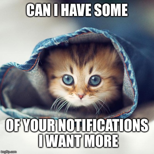 Cute cat | CAN I HAVE SOME OF YOUR NOTIFICATIONS I WANT MORE | image tagged in cute cat | made w/ Imgflip meme maker
