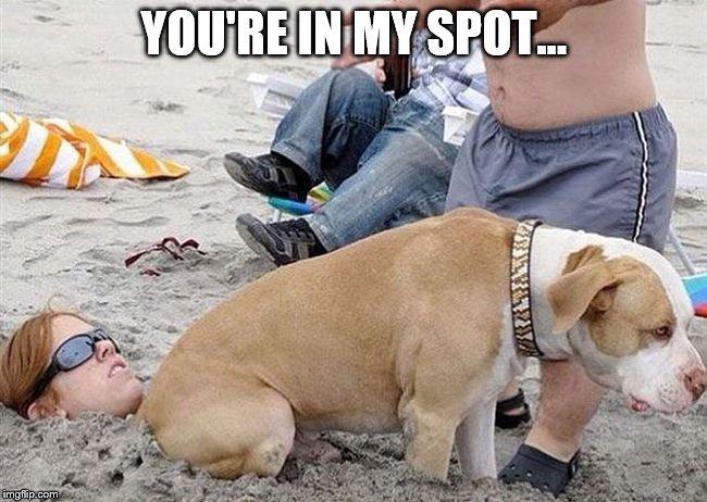 Sheldon's dog... | YOU'RE IN MY SPOT... | image tagged in memes,beach | made w/ Imgflip meme maker