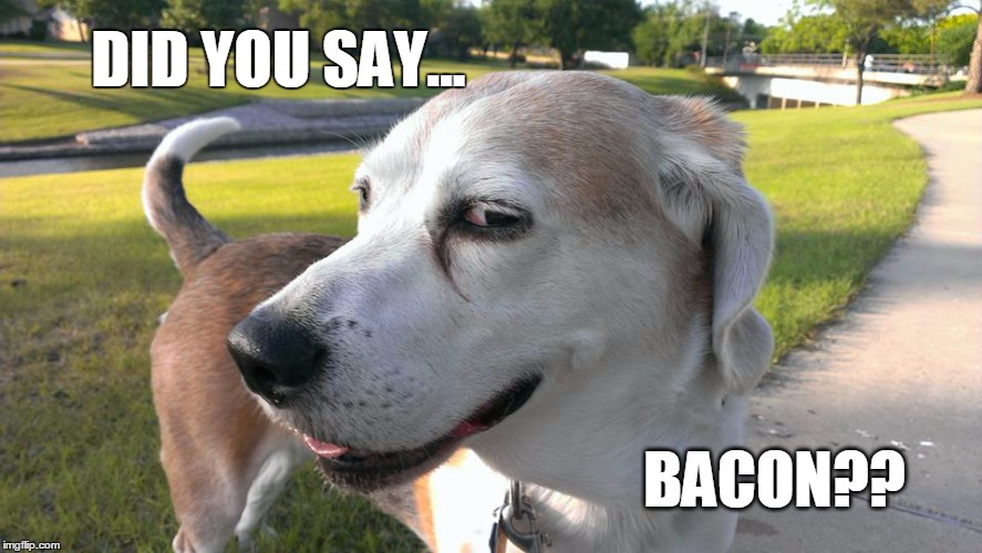 Interested Dog | DID YOU SAY... BACON?? | image tagged in interested dog | made w/ Imgflip meme maker