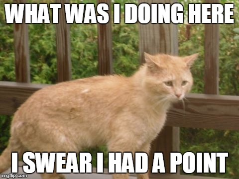 so confused | WHAT WAS I DOING HERE; I SWEAR I HAD A POINT | image tagged in memes,cat,funny cat,funny cat memes | made w/ Imgflip meme maker