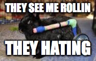 rollin | THEY SEE ME ROLLIN; THEY HATING | image tagged in rabbit,rolling | made w/ Imgflip meme maker