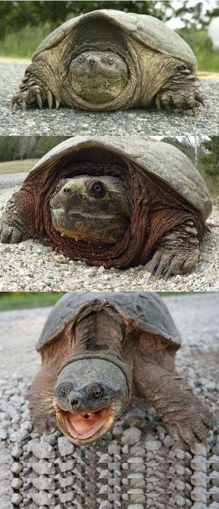 Bad Pun Tortoise Blank Meme Template