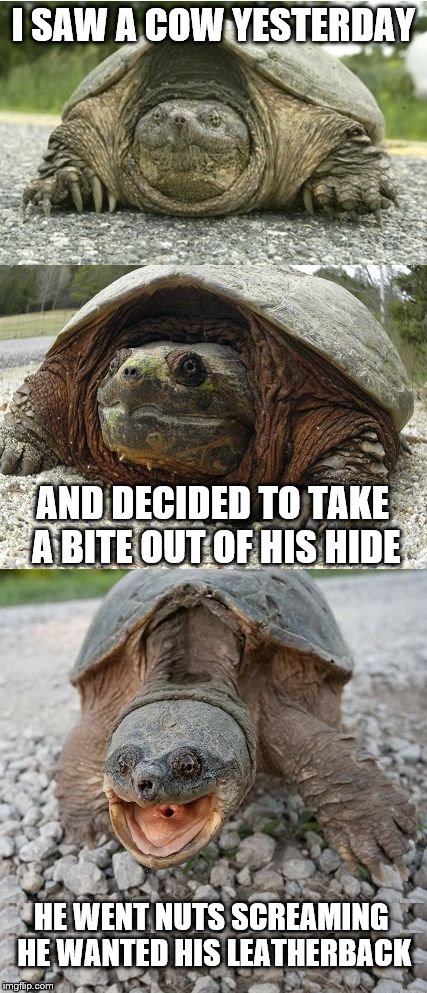 Bad Pun Tortoise | I SAW A COW YESTERDAY; AND DECIDED TO TAKE A BITE OUT OF HIS HIDE; HE WENT NUTS SCREAMING HE WANTED HIS LEATHERBACK | image tagged in bad pun tortoise | made w/ Imgflip meme maker