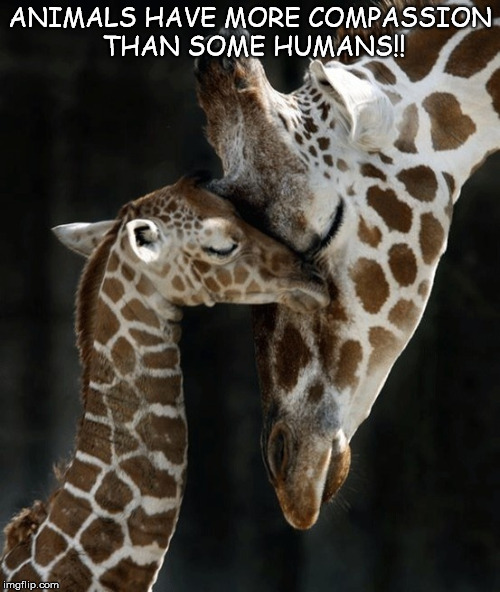 Compassion  | ANIMALS HAVE MORE COMPASSION THAN SOME HUMANS!! | image tagged in animals | made w/ Imgflip meme maker