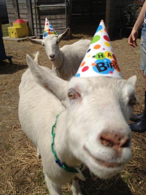birthday goat  Blank Meme Template