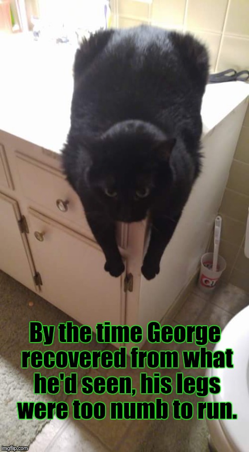 It's a good thing cat's can't talk. Just sayin. | By the time George recovered from what he'd seen, his legs were too numb to run. | image tagged in funny cats,cats,cat,funny memes,bathroom,humor | made w/ Imgflip meme maker