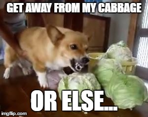 My cabbage | GET AWAY FROM MY CABBAGE; OR ELSE... | image tagged in corgi,savage,funny dogs | made w/ Imgflip meme maker