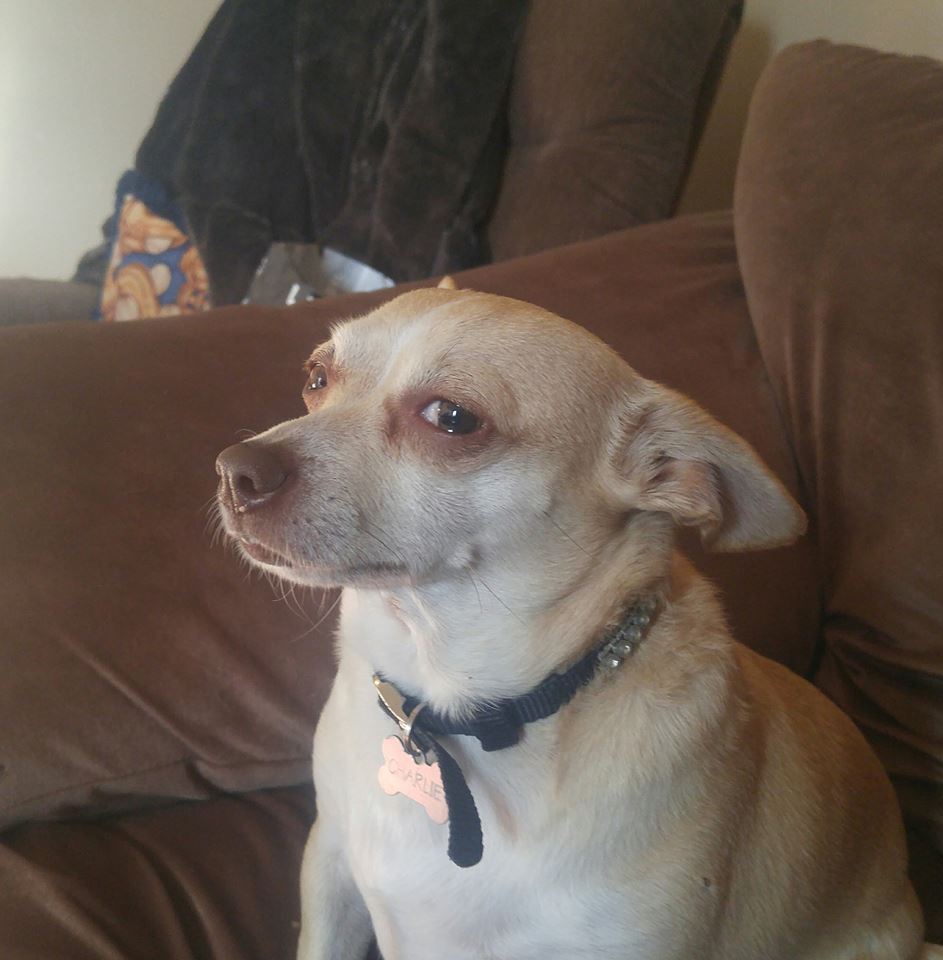 Annoyed Chihuahua Blank Meme Template