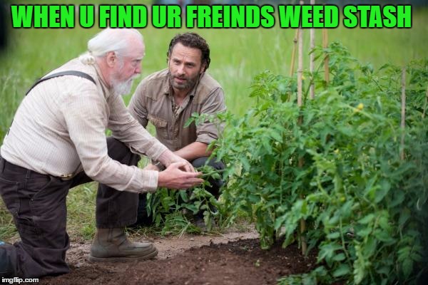 Walking Dead garden | WHEN U FIND UR FREINDS WEED STASH | image tagged in walking dead garden | made w/ Imgflip meme maker