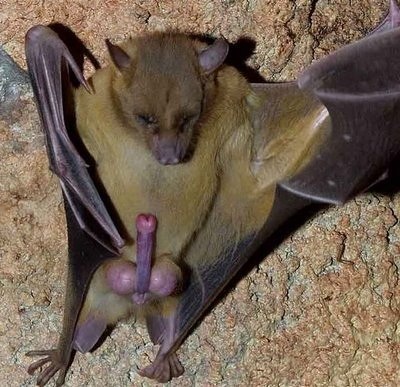 High Quality Bat cock Blank Meme Template