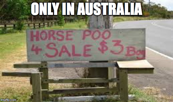 only in Australia |  ONLY IN AUSTRALIA | image tagged in horse | made w/ Imgflip meme maker