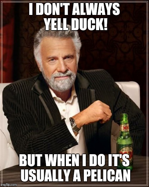 The Most Interesting Man In The World Meme | I DON'T ALWAYS YELL DUCK! BUT WHEN I DO IT'S USUALLY A PELICAN | image tagged in memes,the most interesting man in the world | made w/ Imgflip meme maker