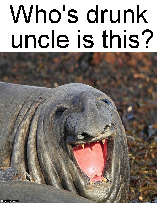Everybody knows someone who looks just like this.... | Who's drunk uncle is this? | image tagged in funny memes,seal,drunk uncle,happy seal | made w/ Imgflip meme maker