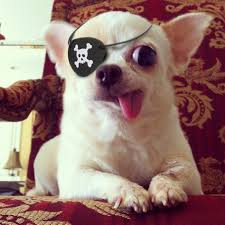 PIRATE PUP Blank Meme Template